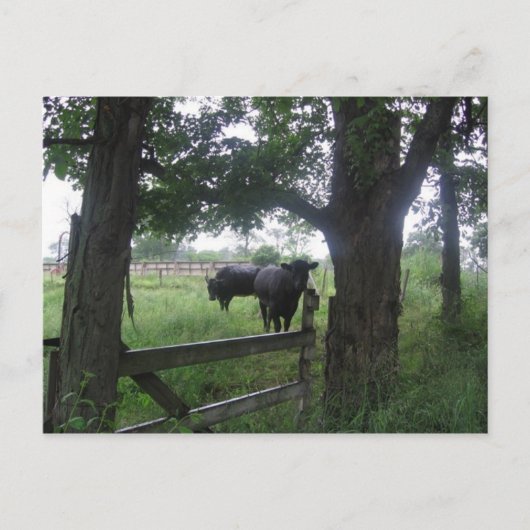 twee zwarte schoonheden briefkaart (Voorkant)