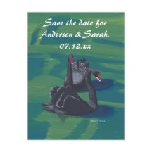 Twee zwarte zwemmen sparen de Briefkaarten van de 