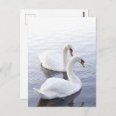 Twee zwemmen op het Tranquil Lake Briefkaart (Voorkant / Achterkant)