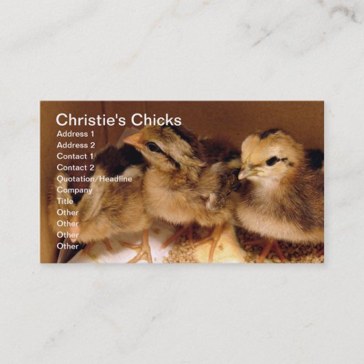 Tweedaagse kip, Christie's Chicks Visitekaartje (Voorkant)
