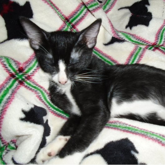 TWEEDE WIJZIGING PISTOOL VERGUNNEN Mok