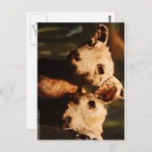 Tweehoornige geit briefkaart (Voorkant / Achterkant)