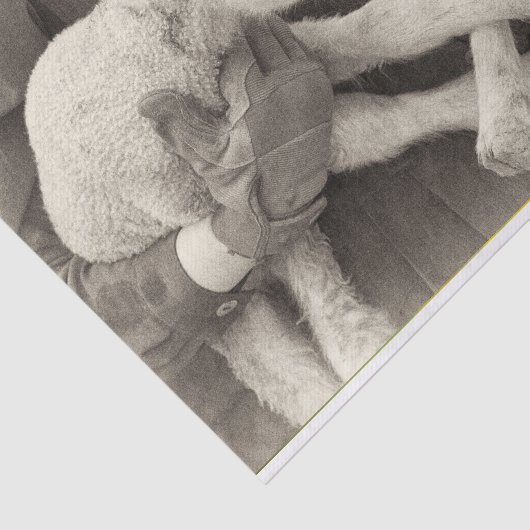  tweekleppige lam papier (Detail)