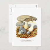 Tweekleurig Agaricus Briefkaart (Voorkant / Achterkant)