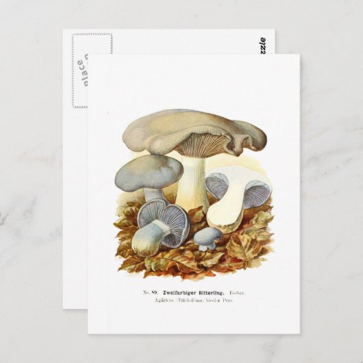 Tweekleurig Agaricus Briefkaart (Voorkant / Achterkant)