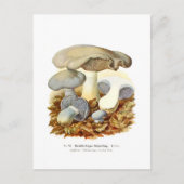 Tweekleurig Agaricus Briefkaart (Voorkant)