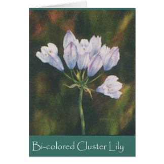 Tweekleurig Cluster Lily