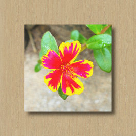 Tweekleurige Rode en Gele Mosroos Bloem Canvas Afdruk