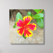 Tweekleurige Rode en Gele Mosroos Bloem Canvas Afdruk (Voorkant)
