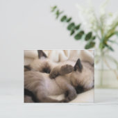 Tweeling Huisdier Kat Schattige Siamese Kitten Briefkaart (Staand voorkant)