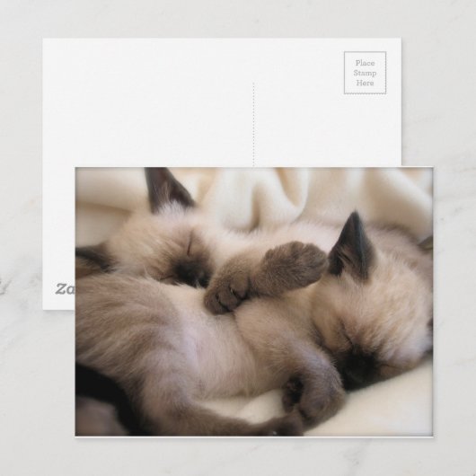 Tweeling Huisdier Kat Schattige Siamese Kitten Briefkaart (Voorkant / Achterkant)