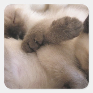 Tweeling Huisdier Kat Schattige Siamese Kitten Vierkante Sticker