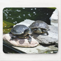 Tweeling schildpadden -