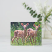 Tweelingbaden in de Hawkweed, whitetail Postcar Briefkaart (Staand voorkant)