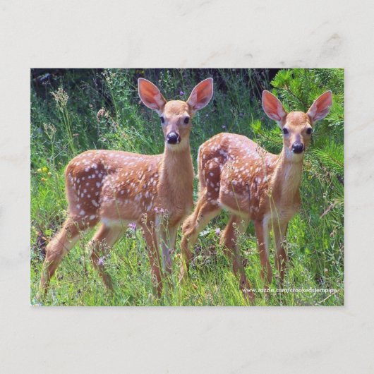 Tweelingbaden in de Hawkweed, whitetail Postcar Briefkaart (Voorkant)