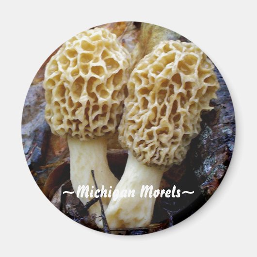 Tweelinggele morels, ~Michigan morels~ Magneet (Voorkant)