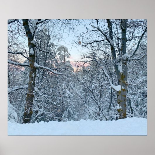 Tweemaal piek sneeuw op bomen poster (Voorkant)