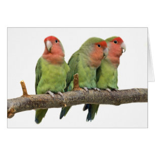 Tweet Trio-kaart