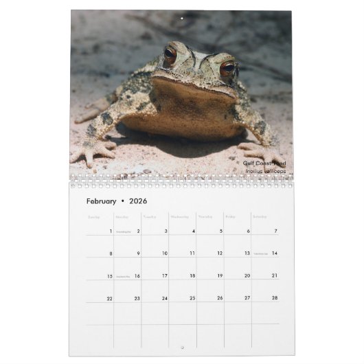 Twelve Months of Toads: 2022 Calendar Kalender (Feb 2026)