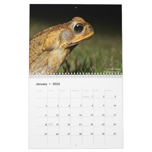 Twelve Months of Toads: 2022 Calendar Kalender (Jan 2026)