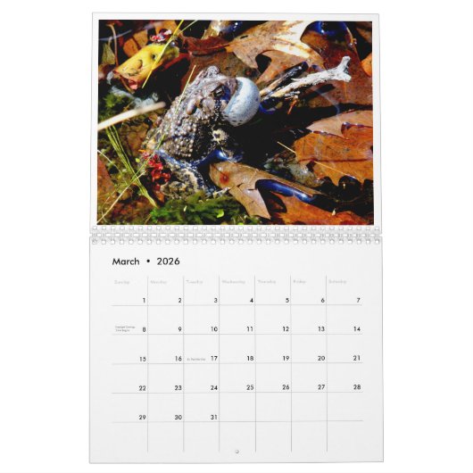 Twelve Terrific Toads Kalender (Mar 2026)