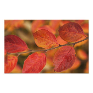 Twig bedekt met herfstbladeren foto afdruk