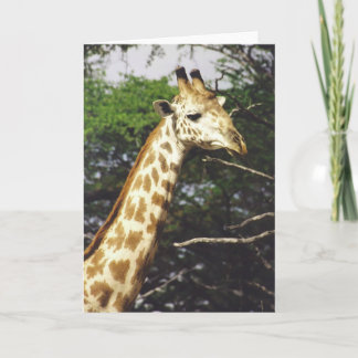 Twiga Masai (Giraffe Masai) Kaart