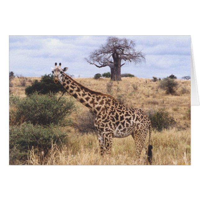 Twiga Masai (Masai Giraffe) (Voorkant Horizontaal)
