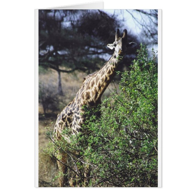 Twiga Masai (Masai Giraffe) Eating (Voorkant)