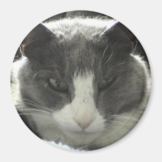 Twiggy Cat Magneet