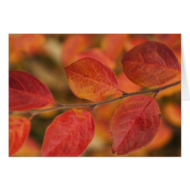 Twijg bedekt met herfstbladeren (Voorkant Horizontaal)