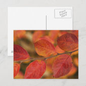 Twijg bedekt met herfstbladeren briefkaart (Voorkant / Achterkant)