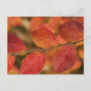 Twijg bedekt met herfstbladeren briefkaart