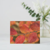 Twijg bedekt met herfstbladeren briefkaart (Staand voorkant)