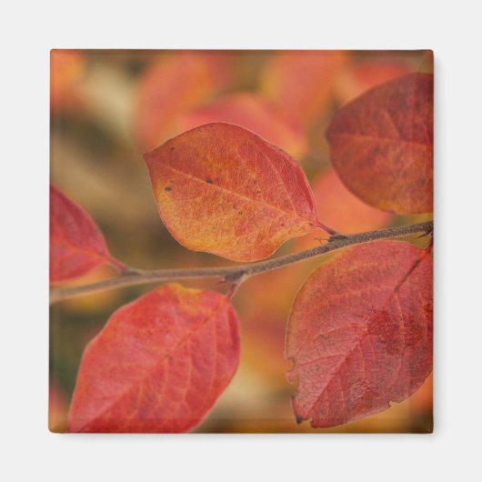 Twijg bedekt met herfstbladeren magneet (Voorkant)
