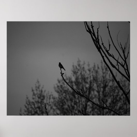 Twilight Bird Poster (Voorkant)