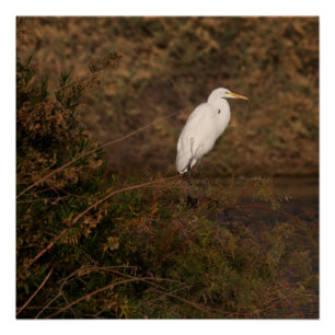 Twilight Egret Poster