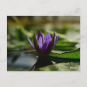 Twilight Lotus Serenity Briefkaart (Achterkant)