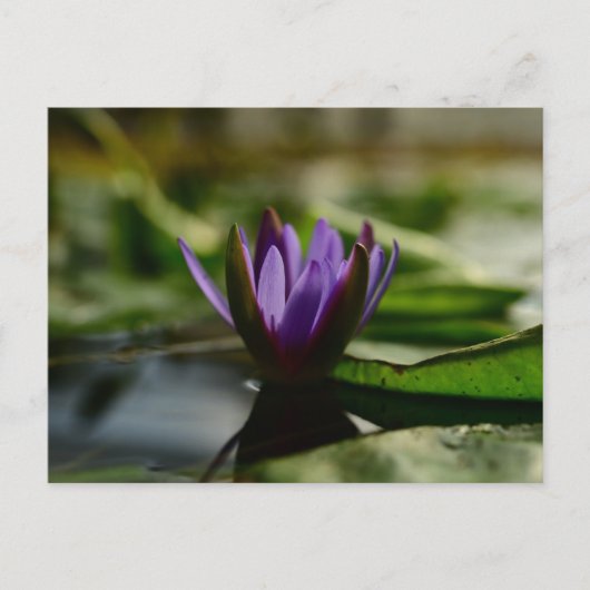 Twilight Lotus Serenity Briefkaart (Voorkant)