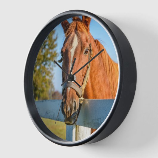 Twilight-Roos | Thoroughbred Race Horse (Hoek)