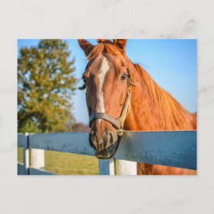 Twilight-Roos   Thoroughbred Race Horse Briefkaart