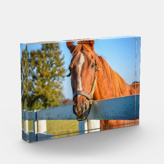 Twilight-Roos | Thoroughbred Race Horse Fotoblokken (Links)