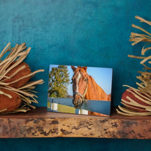 Twilight-Roos | Thoroughbred Race Horse Fotoplaat (Zijkant)