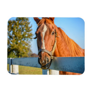 Twilight-Roos   Thoroughbred Race Horse Magneet