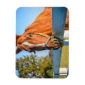 Twilight-Roos | Thoroughbred Race Horse Magneet (Verticaal)
