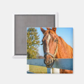 Twilight-Roos | Thoroughbred Race Horse Magneet (Voorkant / Achterkant)