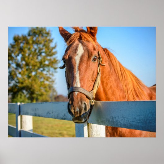 Twilight-Roos | Thoroughbred Race Horse Poster (Voorkant)