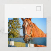 Twilight Rose | Volbloed renpaard Briefkaart (Voorkant / Achterkant)