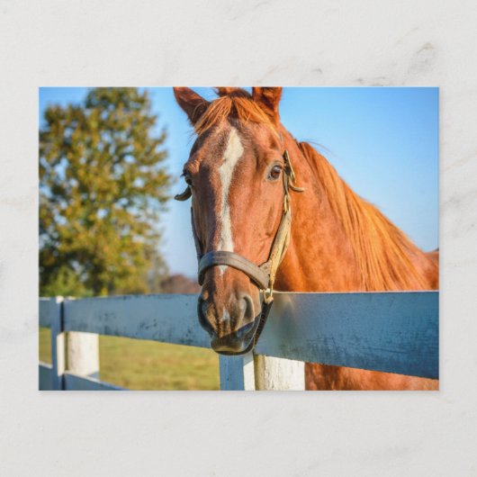 Twilight Rose | Volbloed renpaard Briefkaart (Voorkant)
