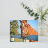 Twilight Rose | Volbloed renpaard Briefkaart (Staand voorkant)